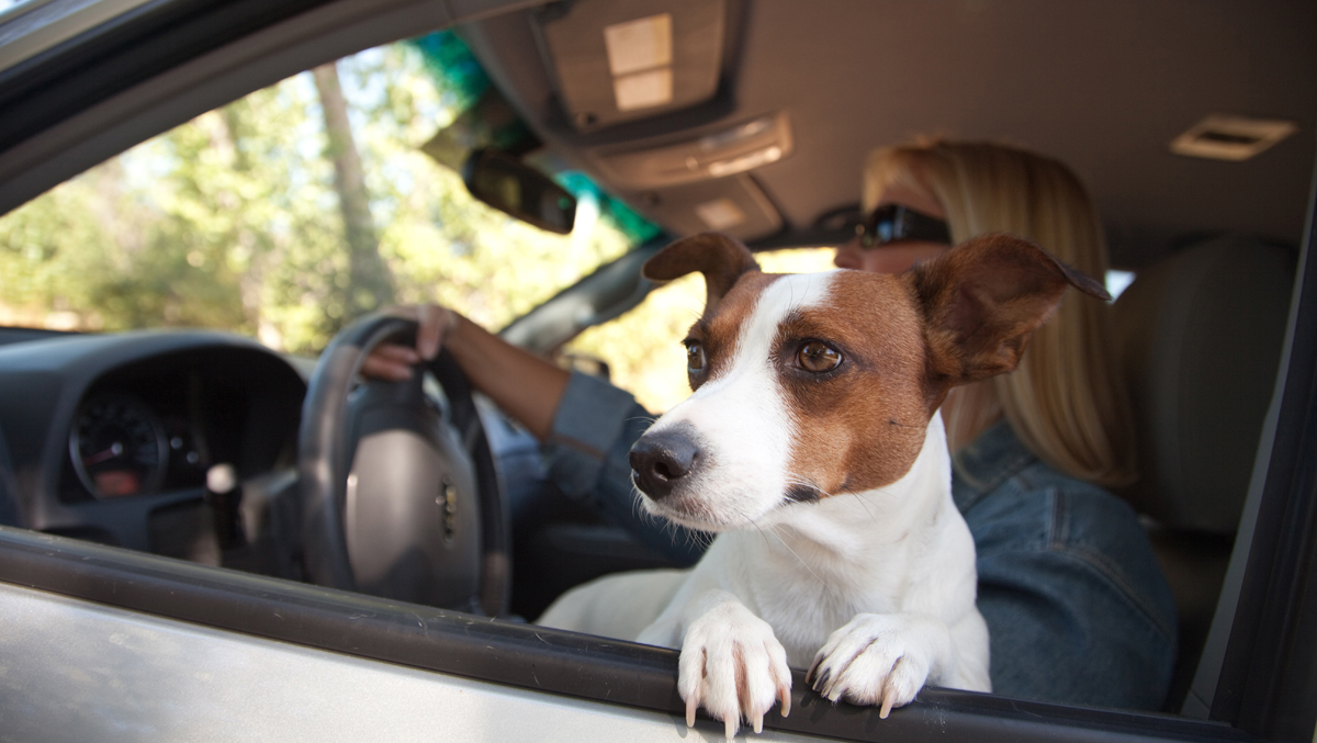 Viaje de perros: consejos para viajar seguros